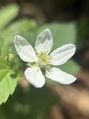 northern dewberry (Rubus flagellaris)
