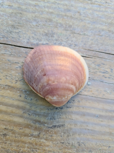 Violet Bittersweet Clam