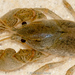 Digger Crayfish - Photo (c) Brad Moon, all rights reserved, uploaded by Brad Moon