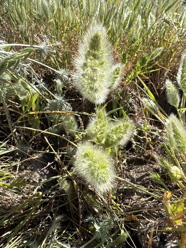 iNaturalist observation photo of rabbitfoot grass
