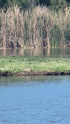 iNaturalist observation photo of Softshell Turtles