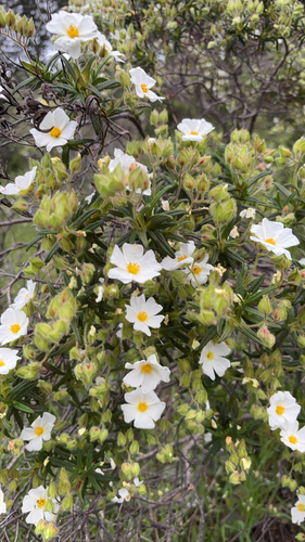 Avistamiento Estepa negra (Cistus monspeliensis)