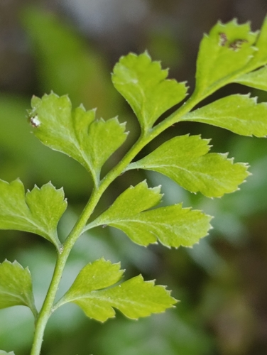 Asplenium obovatum billotii