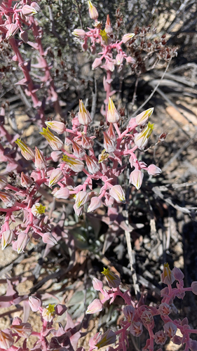 iNaturalist observation photo of Panamint liveforever