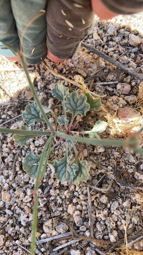 iNaturalist observation photo of Davidson's buckwheat
