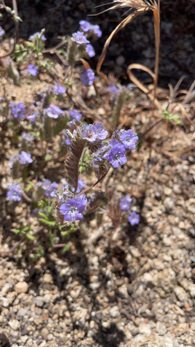 iNaturalist observation photo of distant phacelia