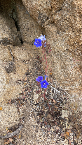 iNaturalist observation photo of desert bluebells