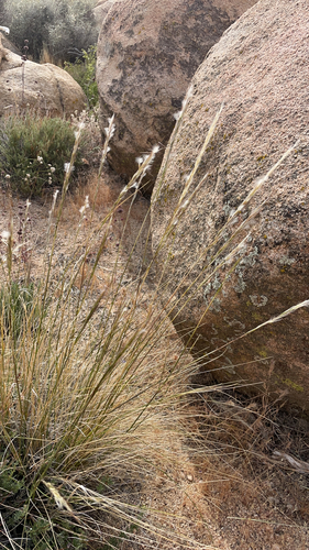 iNaturalist observation photo of Desert Needlegrass