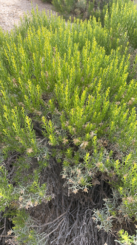iNaturalist observation photo of Green Rabbitbrush