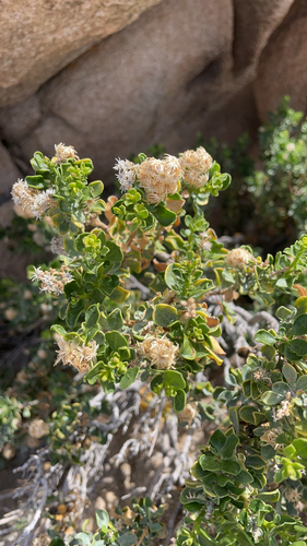 iNaturalist observation photo of Wedgeleaf Goldenbush