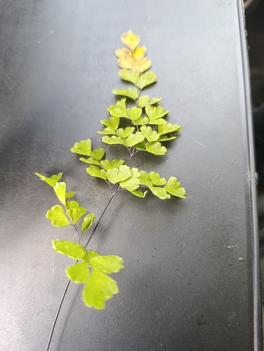 black maidenhair fern