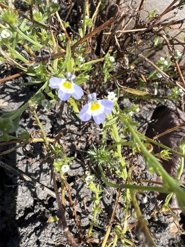iNaturalist observation photo of folded calicoflower
