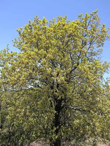 African Oak