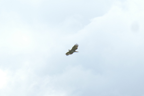Short-toed Snake-Eagle