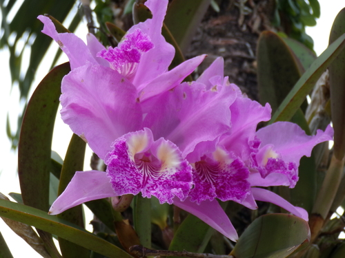 Cattleya lueddemanniana