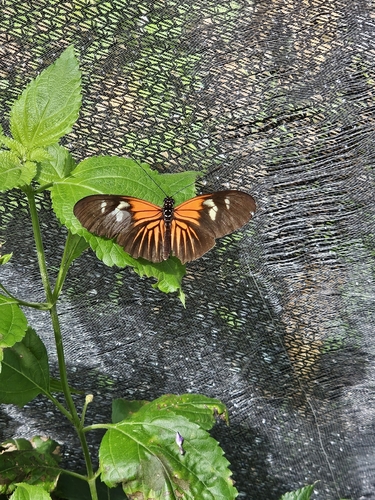 Longwings and Heliconians