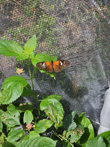 Longwings and Heliconians
