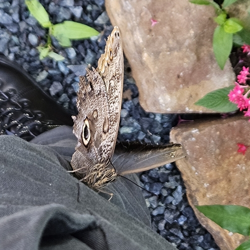 Owl-Butterflies