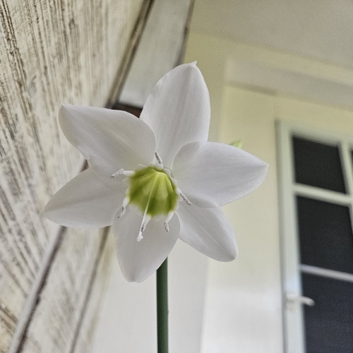 Amazon Lily