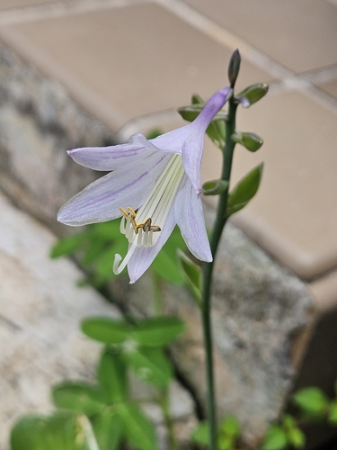 Siebold's Plantain Lily