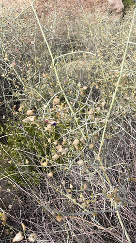 iNaturalist observation photo of Paperbag Bush