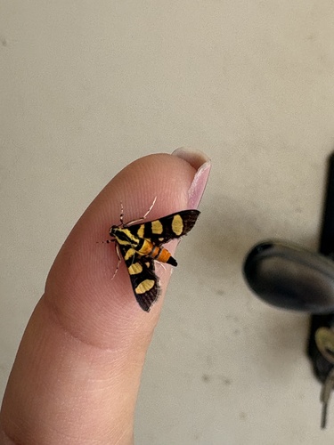 Orange-spotted Flower Moth