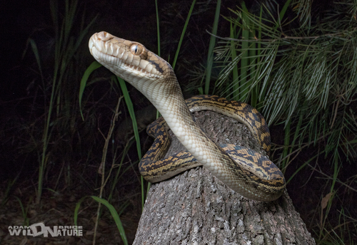 Australian Scrub Python sighting