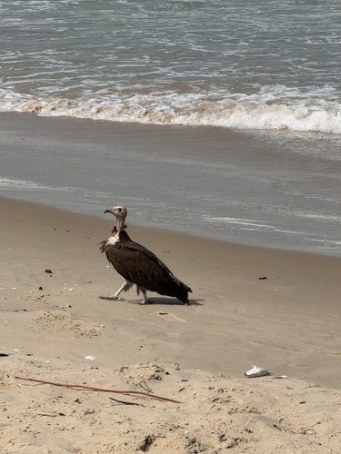 Hooded Vulture