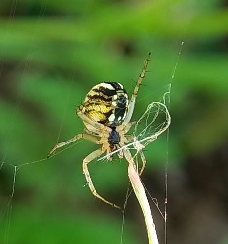 Cricket-bat Orbweaver