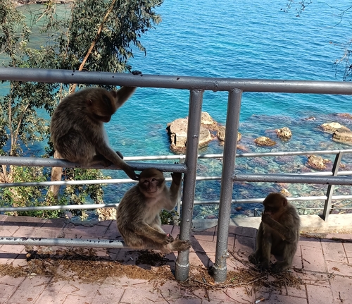Barbary Macaque