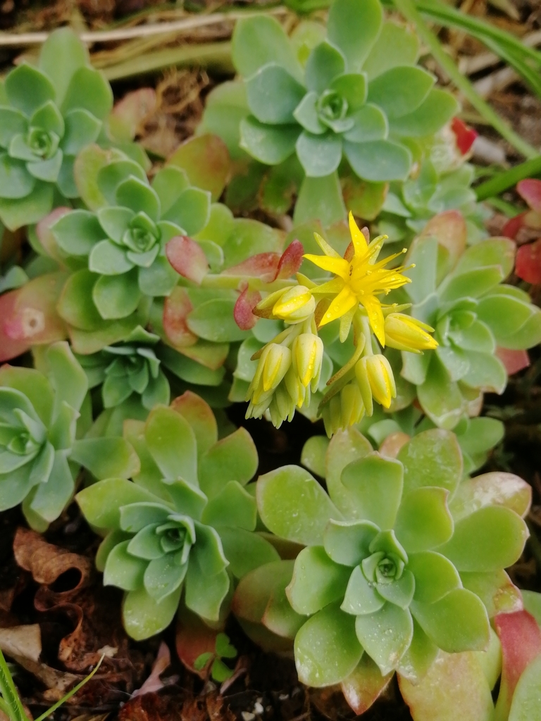 Sedum palmeri