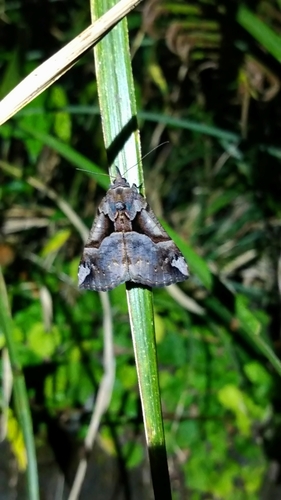 Hypena tenebralis · iNaturalist