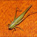 Conocephalus longipes - Photo (c) RAP, all rights reserved, uploaded by RAP