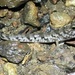 Darwin's Mudskipper - Photo (c) stephenmahony, all rights reserved, uploaded by stephenmahony