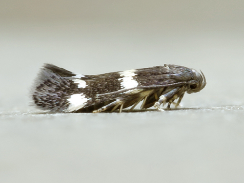 Elachista irrorata