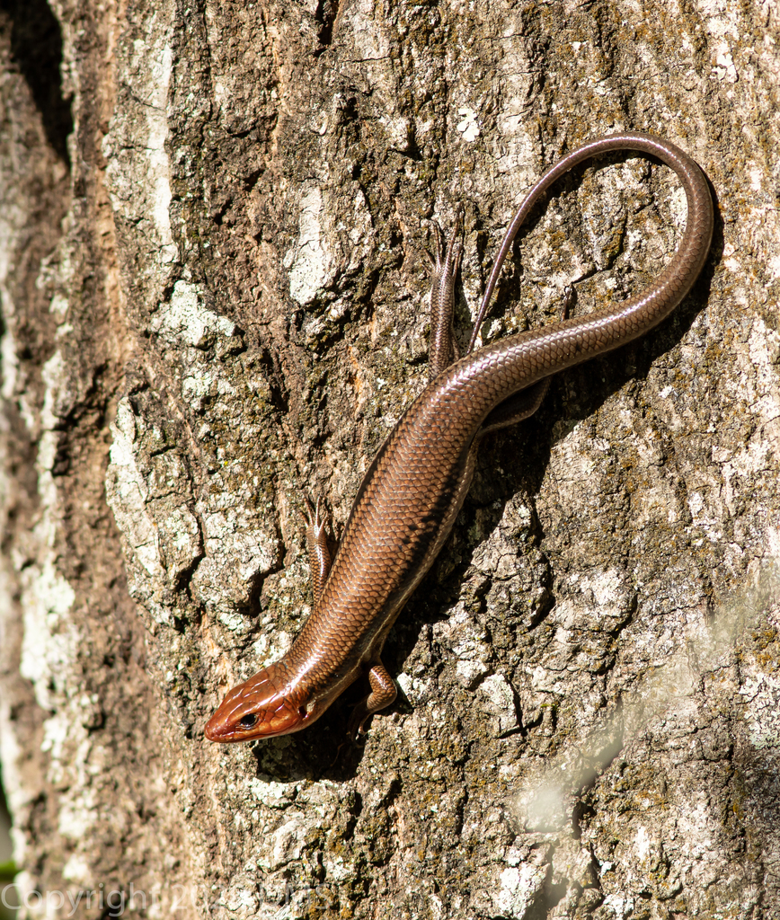 Southeastern Five-lined Skink