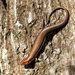 Plestiodon inexpectatus - Photo 由 Dale Smith 所上傳的 (c) Dale Smith，保留所有權利