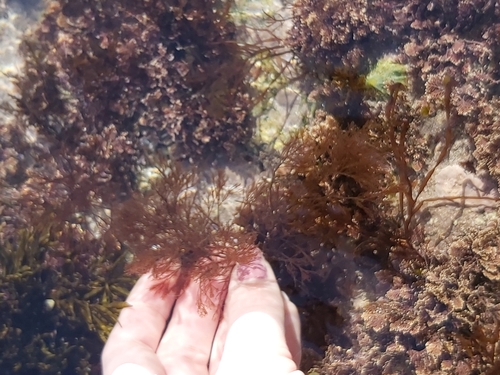 Rhodymeniophycidae