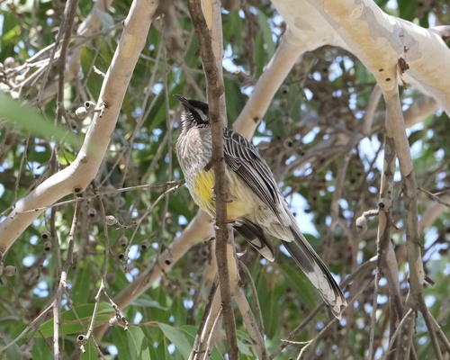 Western Red Wattlebird