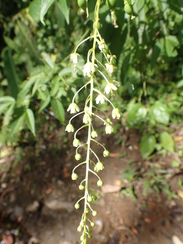 Tovariaceae image