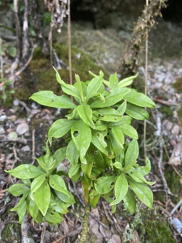 Schiedea jacobii