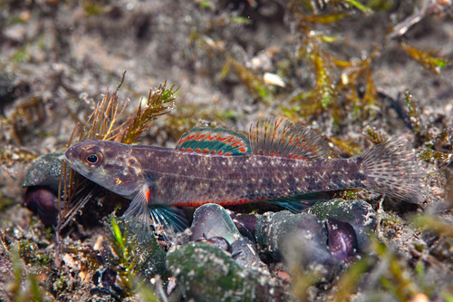 Watercress darter