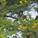 Acacia hockii