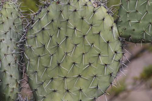Opuntia streptacantha