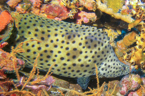 Humpback Grouper (Chromileptes altivelis) · iNaturalist