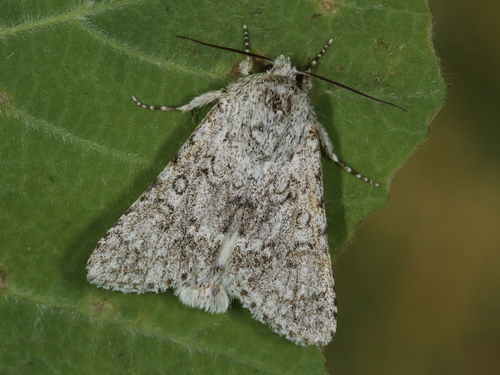 Sweet Gale Moth