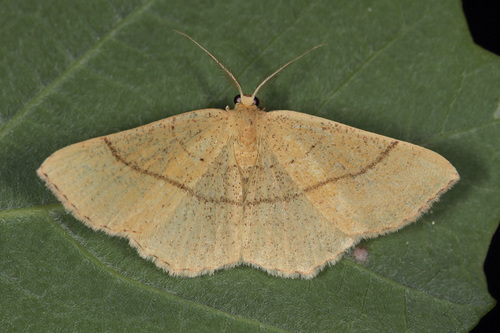 Cyclophora suppunctaria (Zeller, 1847)