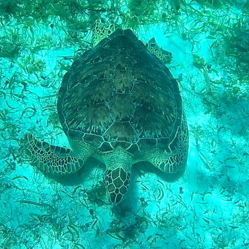 Chelonia mydas