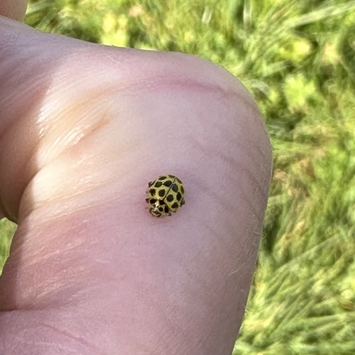 22-spot Ladybird