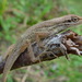 Grass Anole - Photo (c) juandaza, all rights reserved, uploaded by juandaza